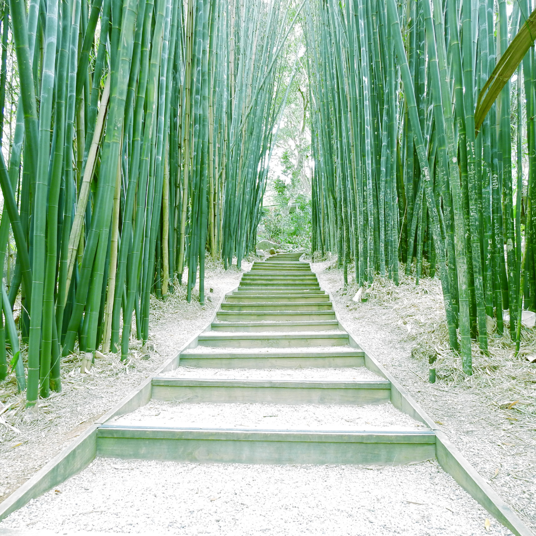 Bambus der umweltfreundliche Rohstoff der Zukunft