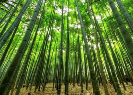 Bambus: Ein wertvoller Beitrag zur globalen Entwicklungsagenda